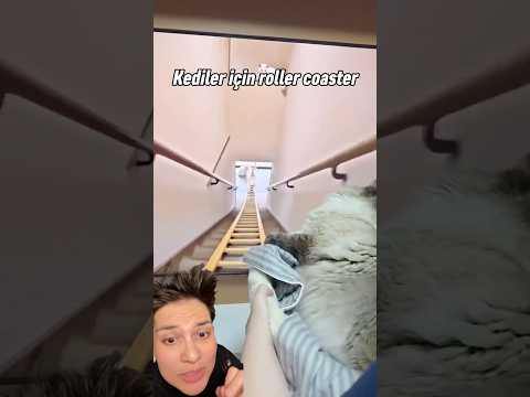 Kediler için roller coaster mi?! Cat roller coaster #shorts #kedi #rollercoaster thumbnail