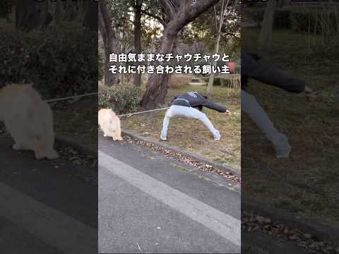 チャウチャウ2匹の散歩を同時にしたら2匹とも我が道をゆくタイプすぎて終わった #チャウチャウ #自由気まま #大型犬 #shorts thumbnail