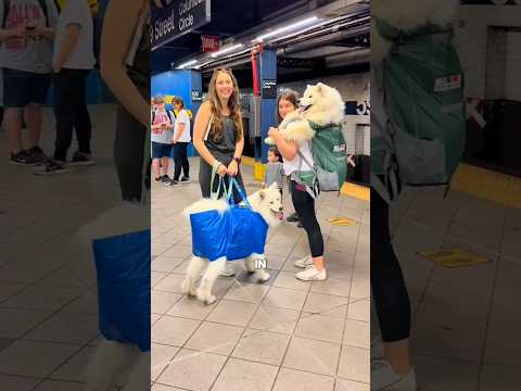 Warum tragen Leute in New York Hunde in Taschen? 🤔 #shorts thumbnail
