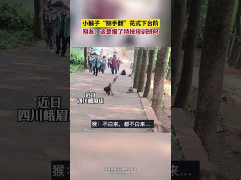 小猴子「側手翻」花式下階梯。 網友：這是報名了特技訓練班嗎？ thumbnail