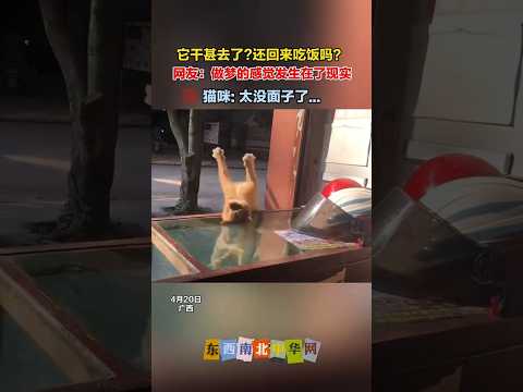猫咪：太没面子了… thumbnail