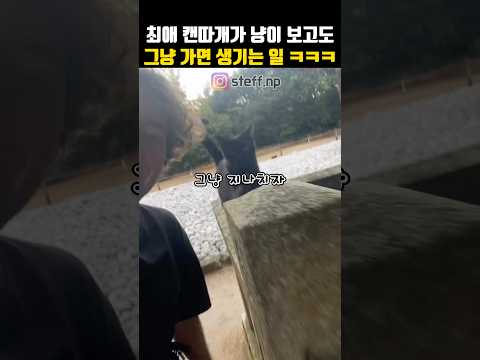 잘 챙겨주던 길냥이를 그냥 지나치면 어떻게 될까?#고양이 #길냥이 thumbnail