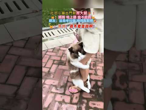 社恐小貓出門就抱上了大腿💥❗ 🐱：媽媽，地上髒 咪害怕啊😳 網友：咪抱得好穩啊🤣快抱牠🥰 #cat #cute #funny #shorts #cutecat thumbnail
