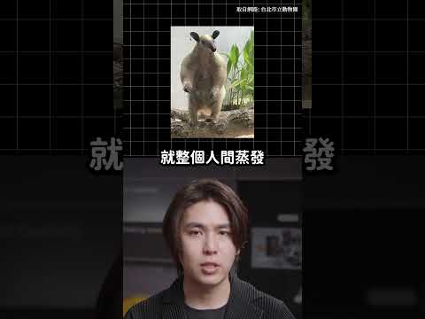 驚！台北動物園食蟻獸不見了！｜志祺七七 Shorts #daily thumbnail
