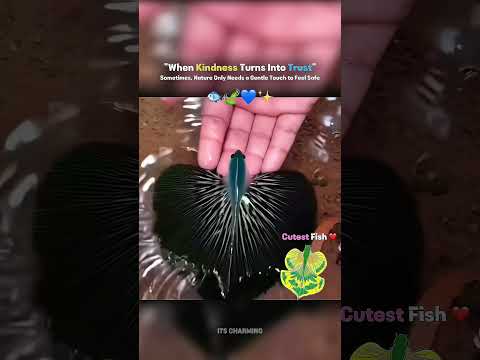 When Kindness Turns Into Trust — Sometimes, Nature Only Needs Gentleness to Feel Safe 🐟🍃 thumbnail