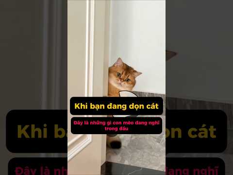 Khi bạn đang dọn phân mèo, trong đầu mèo đang nghĩ như thế này #hanhtinhthu #shorts thumbnail