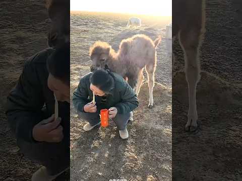 🇨🇳 失去母骆驼错认主人为娘，黏人幼崽形影不离尽显万物有灵 🇬🇧 A Orphaned Camel Calf Follows Its Owner Everywhere thumbnail