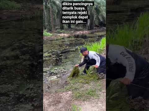gak nyangka, dapat ikan toman jumbo😱#fish#animals #shorts#viral thumbnail