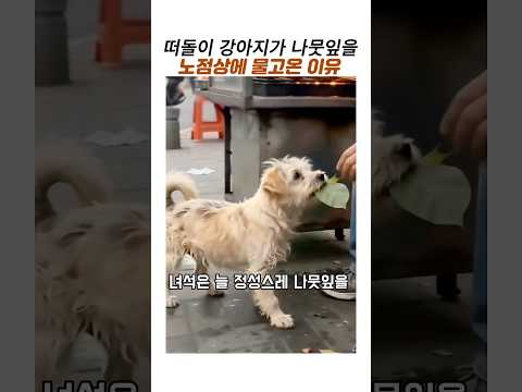 떠돌이강아지가 노점상에 나뭇잎을 물고온이유#유기견#감동동물 thumbnail