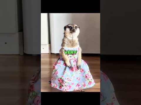 Meerkat Will Never Tell You These Things! thumbnail