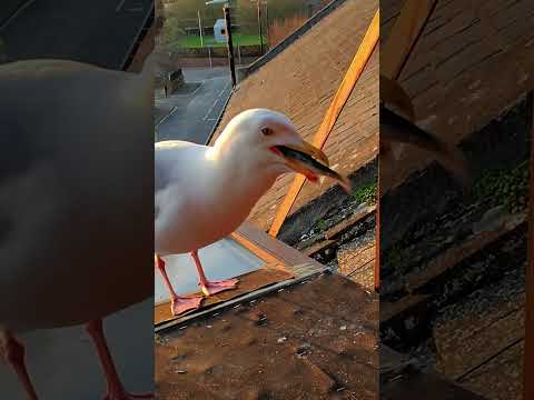 Sunset Sardines With My Pet Seagull! thumbnail