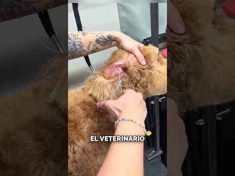 Así era lo que Su Perro Tenía en la Oreja #shorts thumbnail