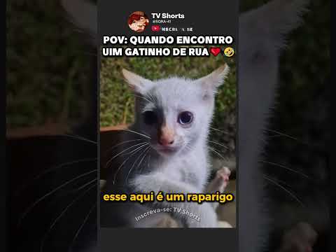 COLECIONANDO GATINHOS MUITO FOFO!🤣❤ thumbnail