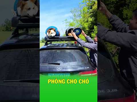 Cách để đem chó cùng đi du lịch thumbnail