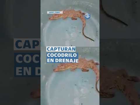 Rescatan a cocodrilo de una coladera de la alcaldía Coyoacán #shorts thumbnail