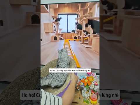 Chuyến đi khám phá thế giới mèo tại nhà thumbnail