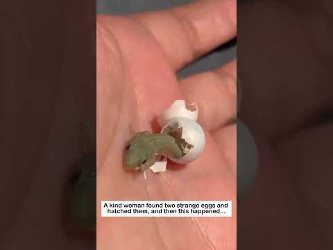 hatching geckos #lovestory #wildliferescue #rescueefforts #animals#gecko #cute #pets #love thumbnail
