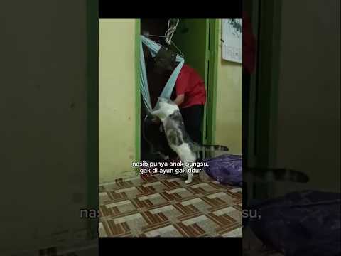 Kalau Gak Di Ayun Gak Tidur #shorts #cat #kucing #animals #funny #pets #catlovers #kitten #lucu thumbnail