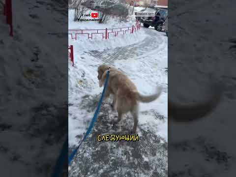 Пёс Тедди Носит Сырники 😍 @Natalis.Teddys thumbnail