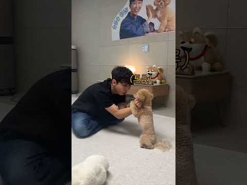 시각장애인 아빠에게 신기술 보여주는 천재견 #시트콤 #ng thumbnail