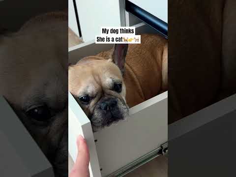 My dog acting like it’s a cat 🐈 #funnydogs #frenchbulldog #funnydogvideos #dog #pets #dogvideos thumbnail