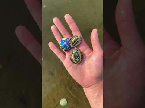 “Rescaté una familia de tortugas de un lugar aterrador 🐢💔”#shorts thumbnail