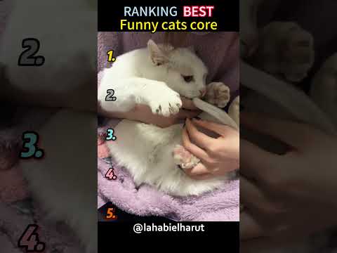 Cat’s tail ???#cat #catsoftiktok #funny #cute #usa?? thumbnail