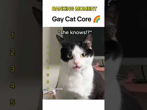 Cat being idiots part 129: Gay cat ? #funnycat #funnypet #cutecat #cat #pets #shorts thumbnail