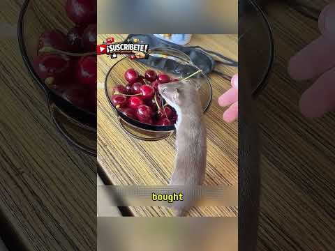 🐾Rescataron a una criaturita del lodo… ¡y lo que pasó después derritió millones de corazones!#shorts thumbnail