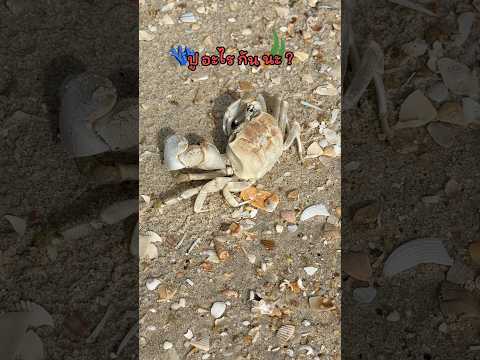 พาหลานดูปู 🦀🏝️🌊 #ลองดู #crab #ฝากติดตาม #หมูหมีจัดให้ #sea #wow thumbnail