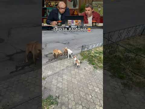 ЗАСМЕЯЛСЯ - ПОДПИСАЛСЯ! Ч.284🤣 ПРАВДА СМЕШНО! thumbnail