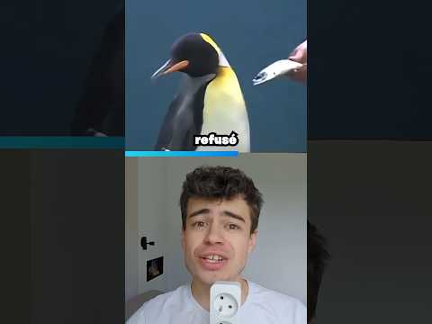 Les pingouins se sont mis en grève thumbnail