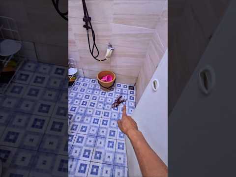 apa itu hitam hitam di toilet❓️? thumbnail