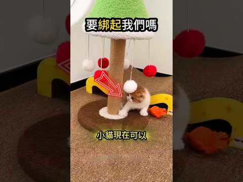 小貓不是學不會?只是有點懶懶的? thumbnail