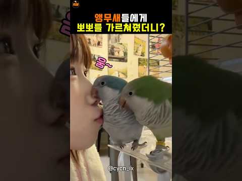 앵무새가 너무 똑똑하면 생기는 일 thumbnail