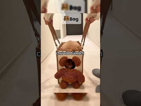 Không thể tin nổi, chủ nhân cũng phải kinh ngạc vì chú cún này ? #shortsvideo thumbnail