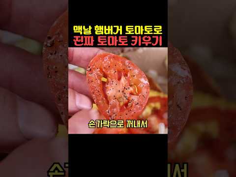 맥날 햄버거 토마토로 진짜 토마토 키우기 thumbnail