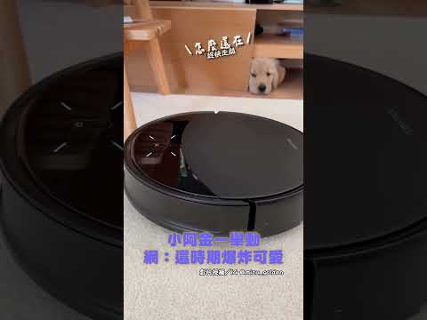 小阿金一舉動 網：這時期爆炸可愛｜觸咪 #shorts #黃金獵犬 #兩個月 #阿金 #掃地機器人 #膽小 #害怕 #櫃子 #躲起來 #可愛 @Truemii thumbnail