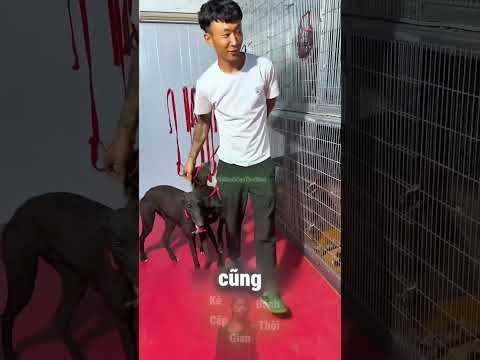 Cậu Bé Này Đã Cứu Những Chú Chó Con Khỏi Một Trận Bão Lớn ☺️ thumbnail