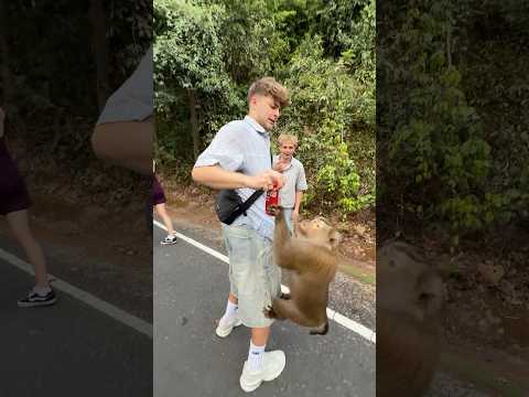 Affenberg in Thailand🐒🤯 | Lewinray #shorts thumbnail