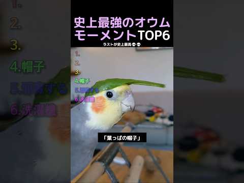 史上最強のオウムモーメントTOP6 thumbnail