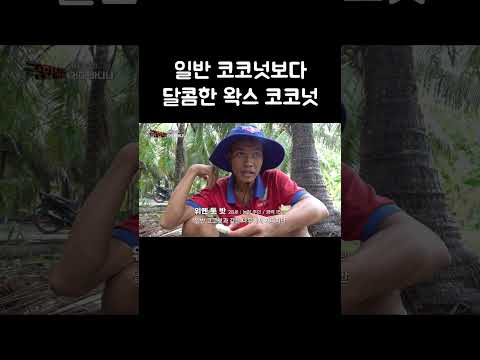 일반 코코넛보다 달콤한 왁스 코코넛 #shorts thumbnail