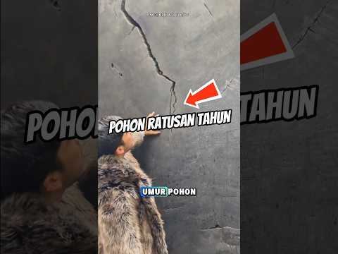 Pohon ratusan tahun#shorts thumbnail
