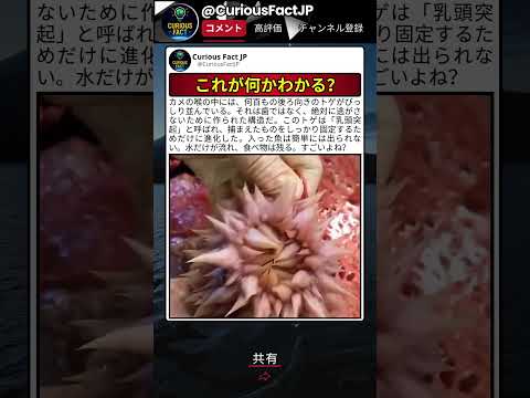 カメの中で一番知られてない部分かもしれない thumbnail