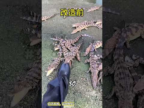 Cuộc rượt đuổi kịch tính dưới gầm giường #memevietnam #meme #funny #haihuoc thumbnail