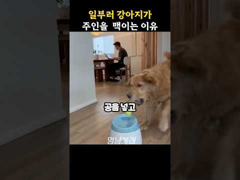 일부러 강아지가 주인 맥이는 이유 thumbnail