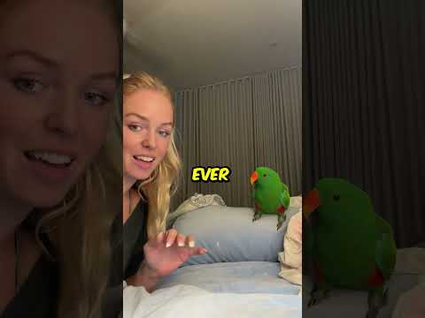 Parrot ? @lily_tomkinson thumbnail