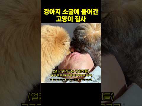 강아지 테라피 thumbnail