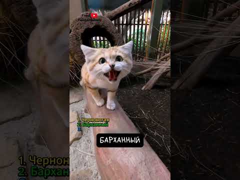 3 самых необычных кошки 🐱 thumbnail