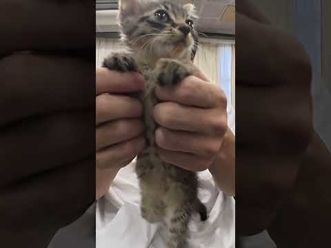 保護猫ハッピー【脱力】 thumbnail